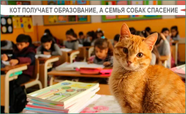 Кот получает образование, а собачья семья спасение